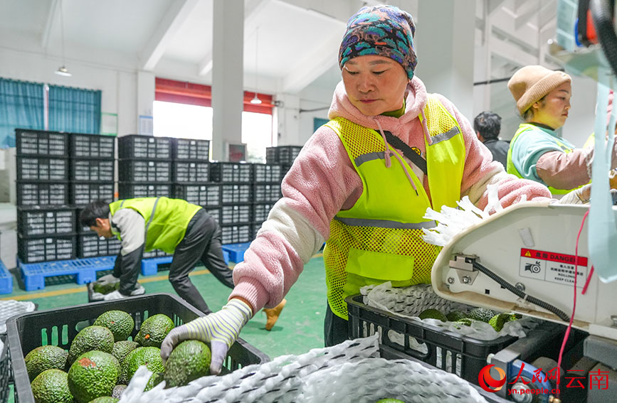 工人正在分拣牛油果。人民网记者 虎遵会摄