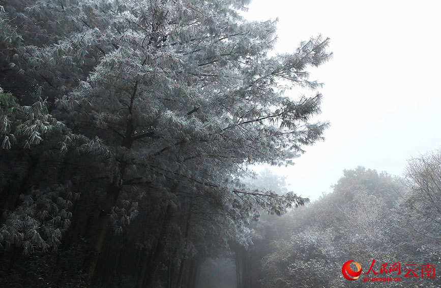 苍翠的山林换上银白盛装。堵绍娟摄