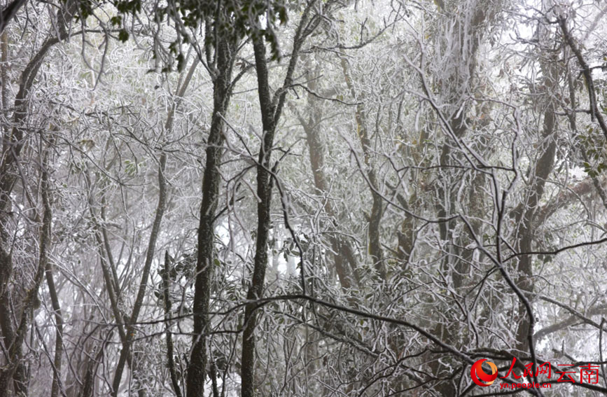 树枝上凝霜成簇。李田隽摄