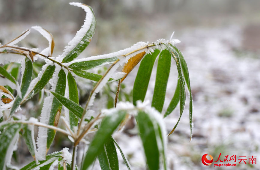 竹叶上缀满冰霜。马硕摄