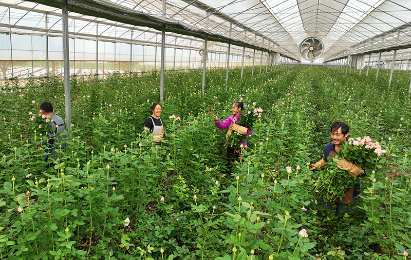 群众在师宗县彩云现代花卉农业产业园1号鲜切花种植基地采集鲜切花。