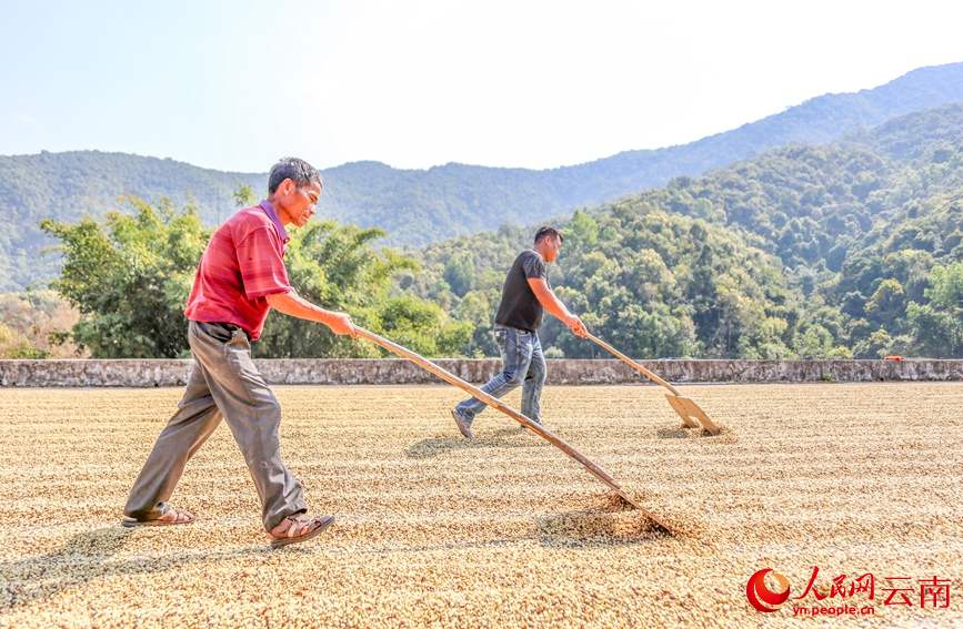 咖农在晾晒咖啡豆。人民网记者 虎遵会摄