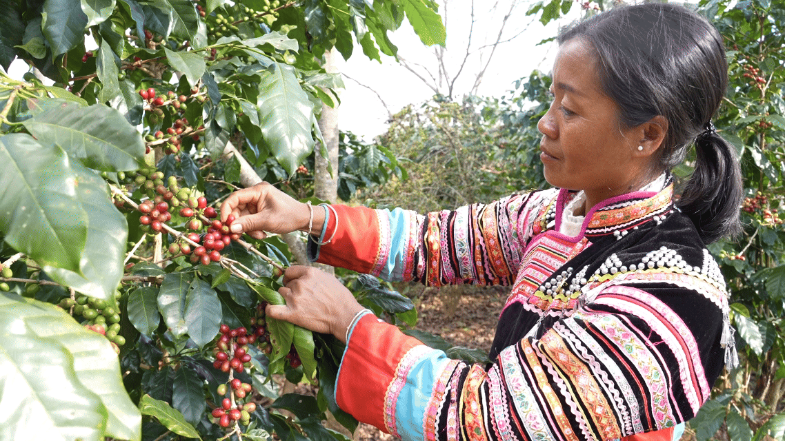 娜香正在採摘咖啡。吳元皓攝