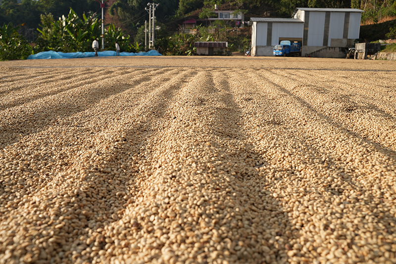 晾晒咖啡豆。吳元皓攝