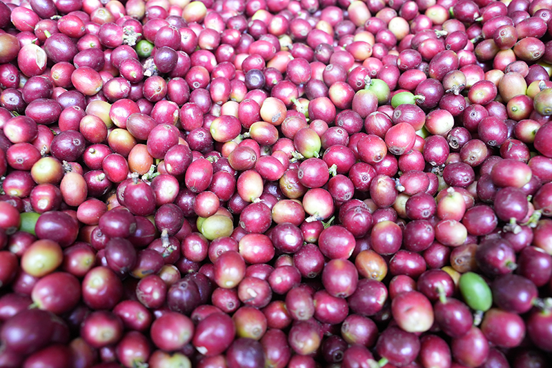 鮮咖啡果。吳元皓攝