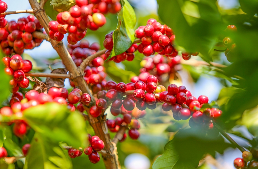 採收正當時！雲南孟連咖啡精品率71%領跑全省