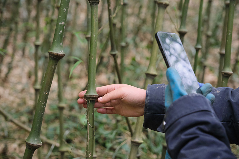 竹农王世真直播推介筇竹（2026年1月13日武琛蕊拍摄）-(2)