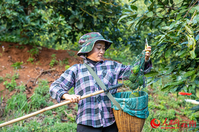 云南孟连,当地村民正在采摘牛油果。人民网记者虎遵会摄