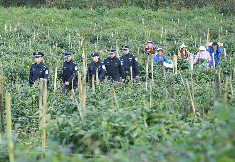 民警到红果参种植基地开展巡逻。
