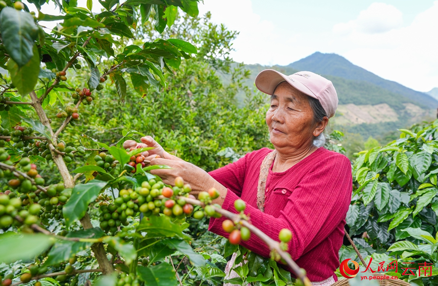 咖农正在采摘咖啡。人民网记者 虎遵会摄