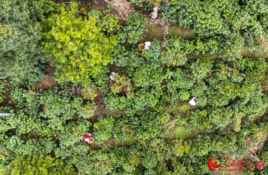 咖农正在采摘咖啡。人民网记者 虎遵会摄