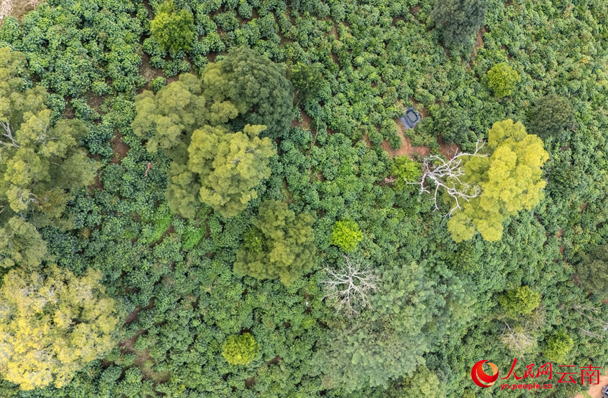 宁洱的咖啡种植基地。人民网记者 虎遵会摄