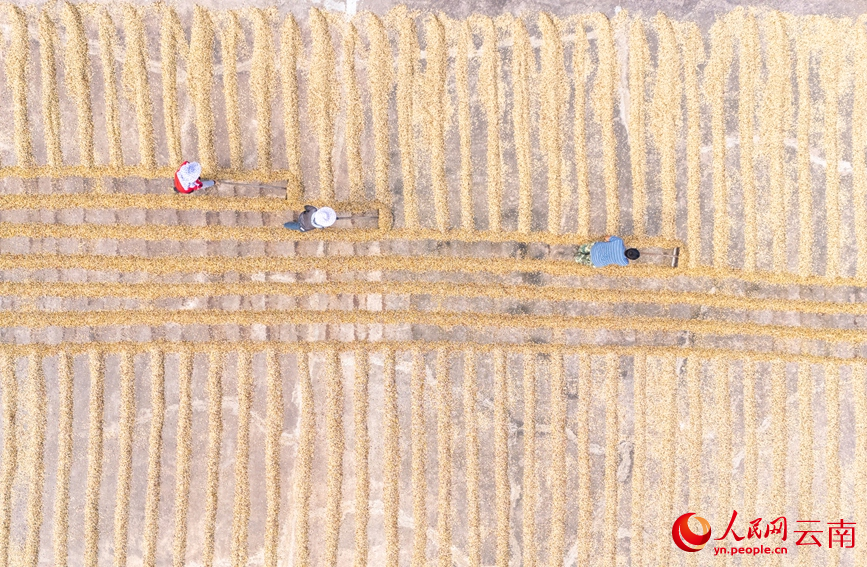 咖农正在翻晒咖啡豆。人民网记者 虎遵会摄