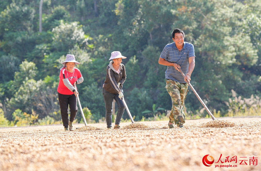 咖农正在翻晒咖啡豆。人民网记者 虎遵会摄