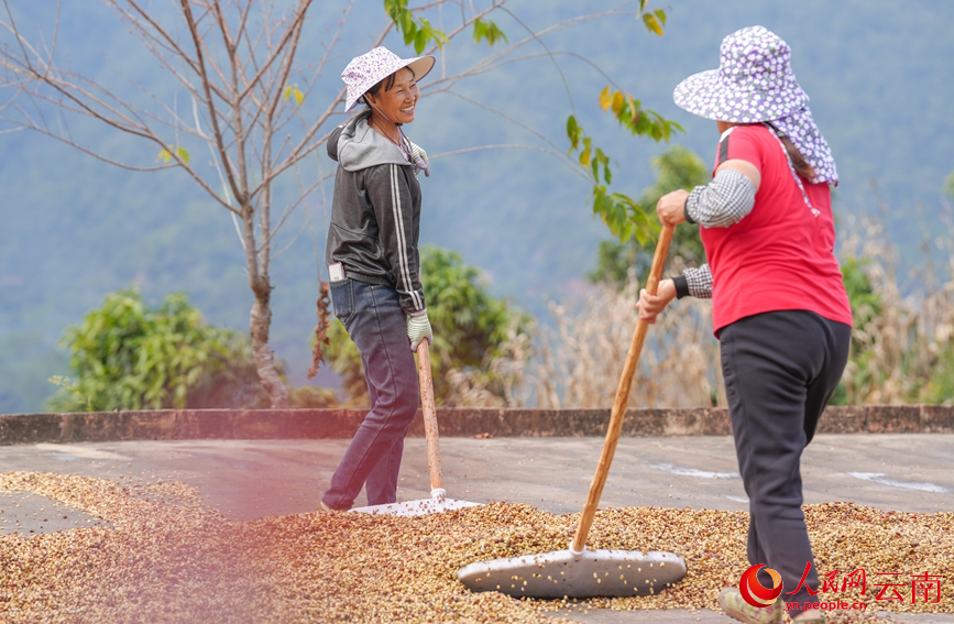 咖农正在收咖啡豆。人民网记者 虎遵会摄