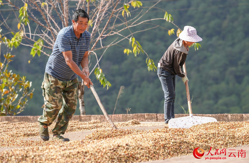咖农正在收咖啡豆。人民网记者 虎遵会摄