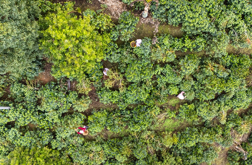 云南宁洱10万余亩咖啡进入采摘旺季