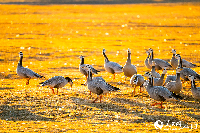 云南丽江拉市海迎来越冬候鸟最佳观赏季。徐俊摄