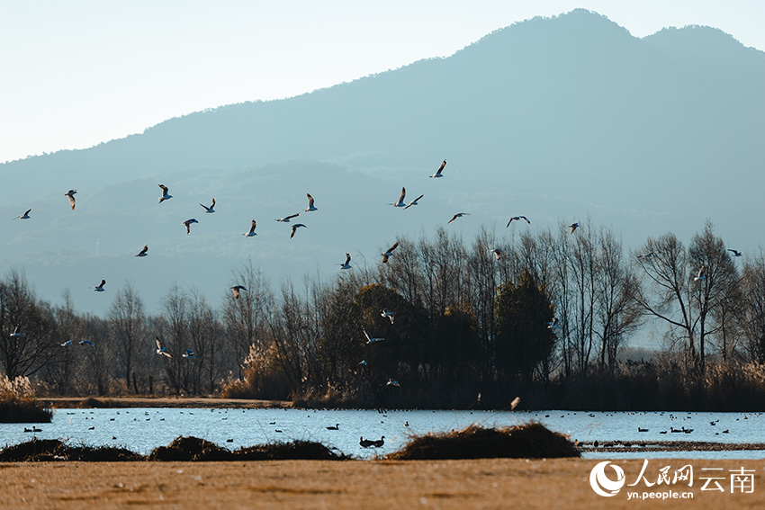 云南丽江拉市海迎来越冬候鸟最佳观赏季。徐俊摄