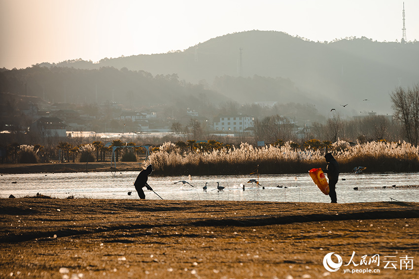 云南丽江拉市海，保护区工作人员为越冬候鸟补充食物。徐俊摄