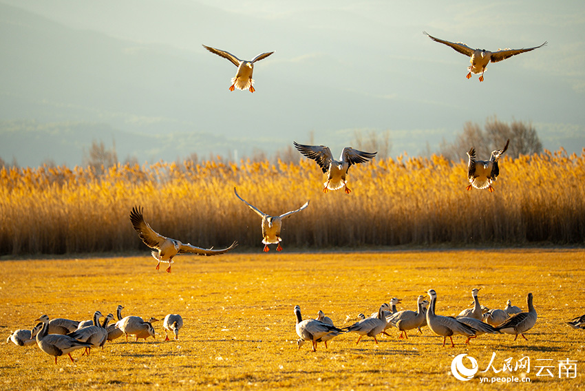云南丽江拉市海迎来越冬候鸟最佳观赏季。韩学海摄