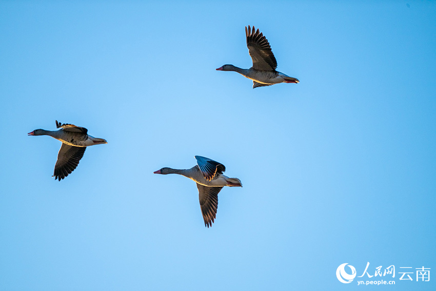 云南丽江拉市海湿地迎来越冬候鸟最佳观赏季。韩学海摄