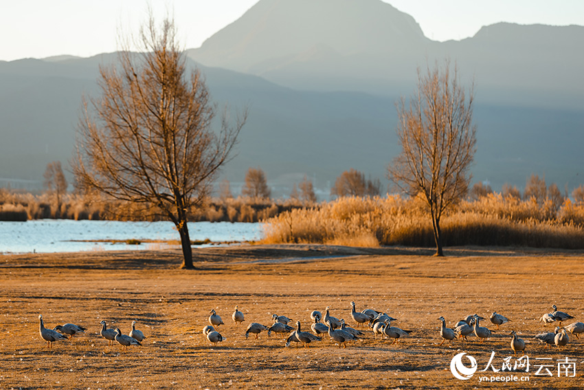 云南丽江拉市海迎来越冬候鸟最佳观赏季。韩学海摄