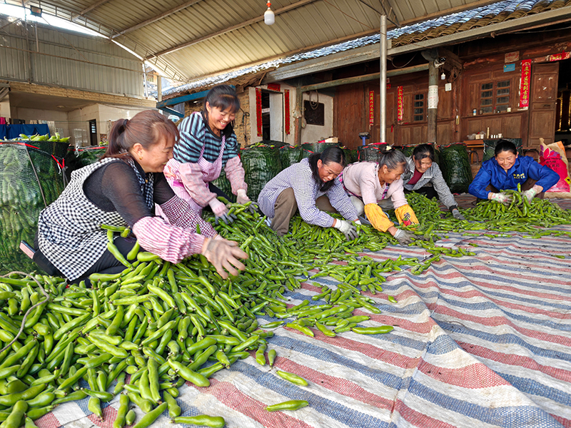 农户分拣蚕豆。景东县融媒体中心供图