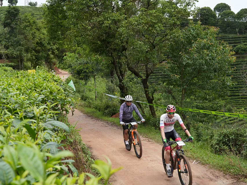 2024七彩雲南格蘭芬多自行車節普洱思茅站，選手騎行穿過萬畝茶園。
