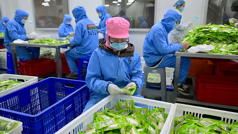工人正对产品进行分拣