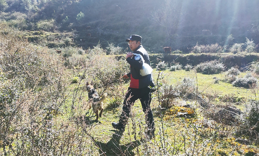 【2】訓導員攜警犬“小龍”“貝貝”趕赴現場搜尋。曲靖市公安局供圖