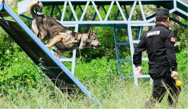 【5】警犬“小龍”是一級功勛犬,曾多次參與重大任務並立功。曲靖市公安局供圖