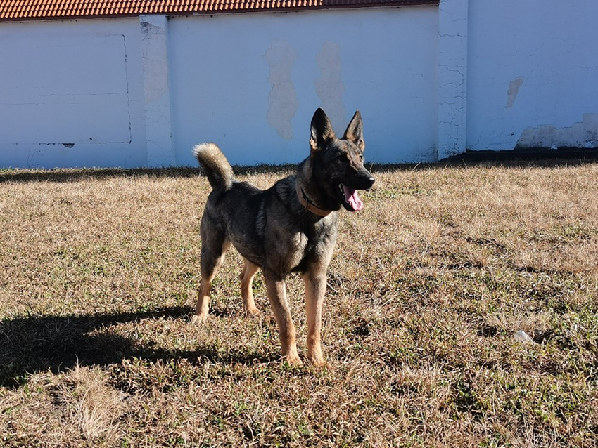 【6】警犬“貝貝”於2025年1月才投入實戰,后起之秀同樣出色。曲靖市公安局供圖