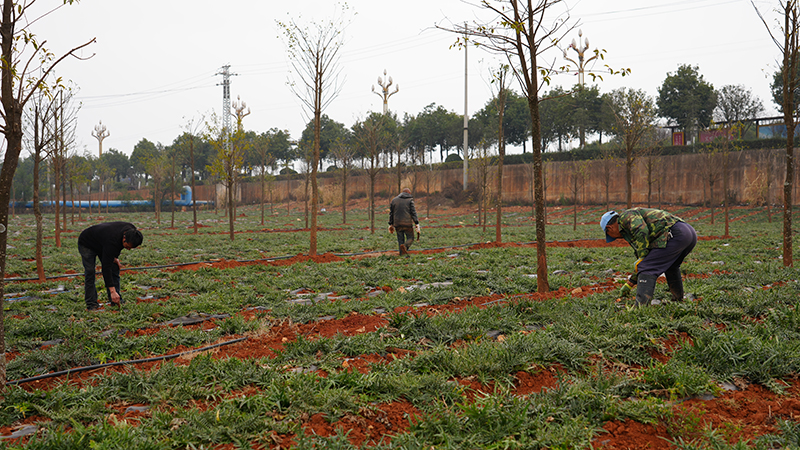工人为林下种植的黄精除草。