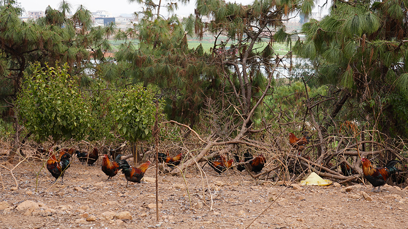 生态散养的鸡群穿梭林间，啄食野果与昆虫。