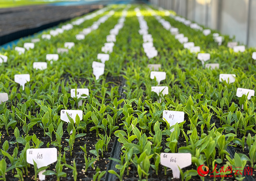 元谋种业创业孵化示范园内，玉米种苗茁壮生长。人民网 雷霁摄