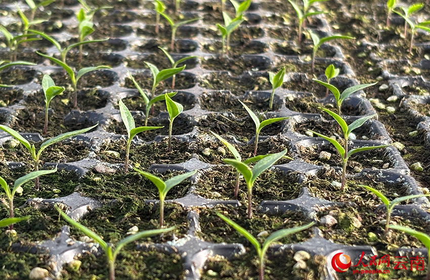 蔬菜种苗长势良好。人民网 雷霁摄