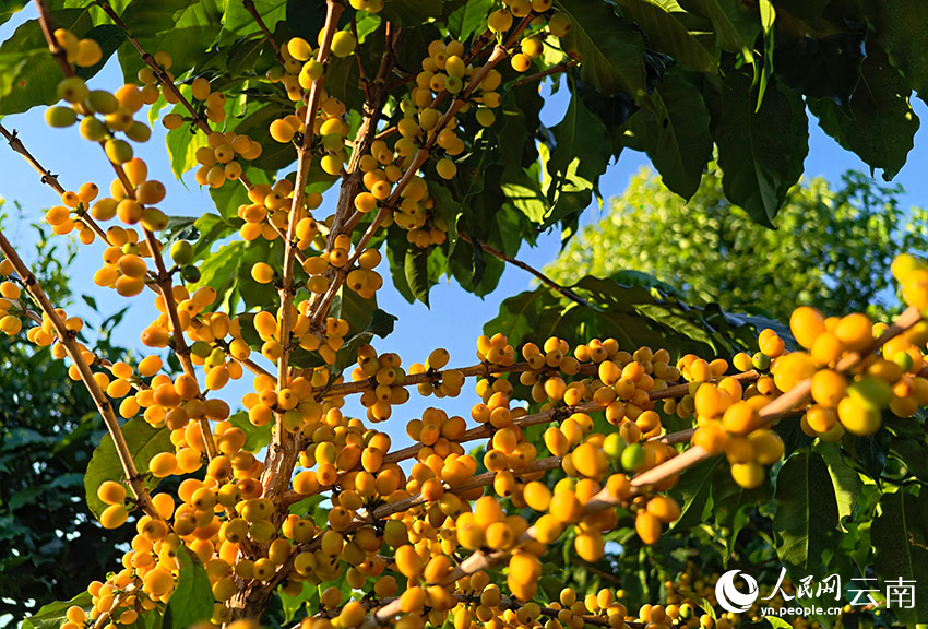 黃色的咖啡鮮果綴滿枝頭。人民網 尹馨攝