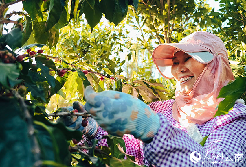 咖农采收咖啡鲜果。人民网 尹馨摄