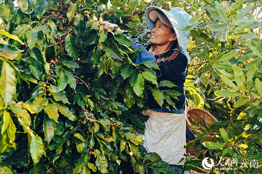咖农采收忙。人民网 尹馨摄