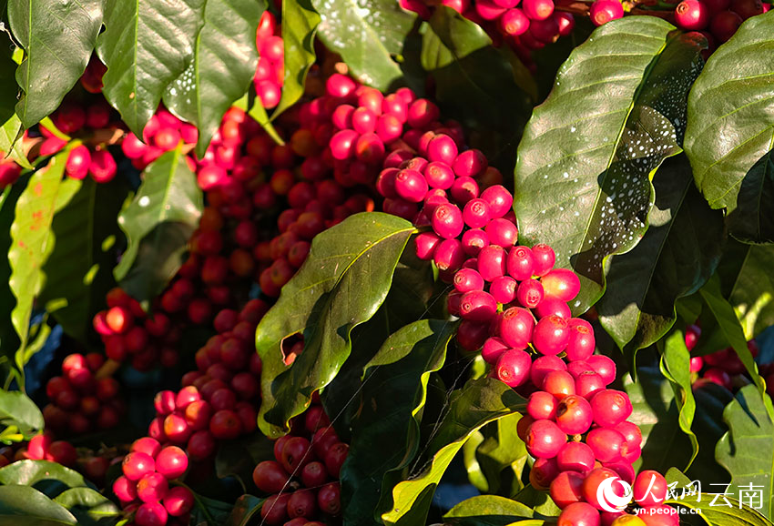 红色的咖啡鲜果如同玛瑙。人民网 尹馨摄