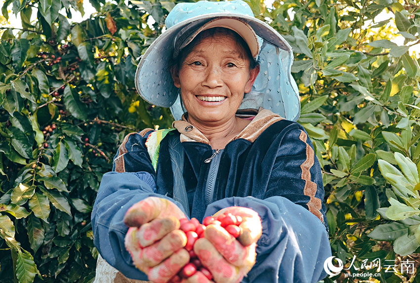 咖农脸上洋溢着丰收的喜悦。人民网 尹馨摄
