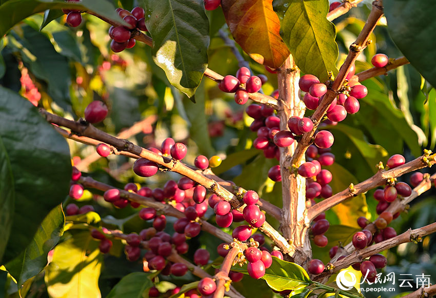 咖啡鲜果缀满枝头。人民网 尹馨摄