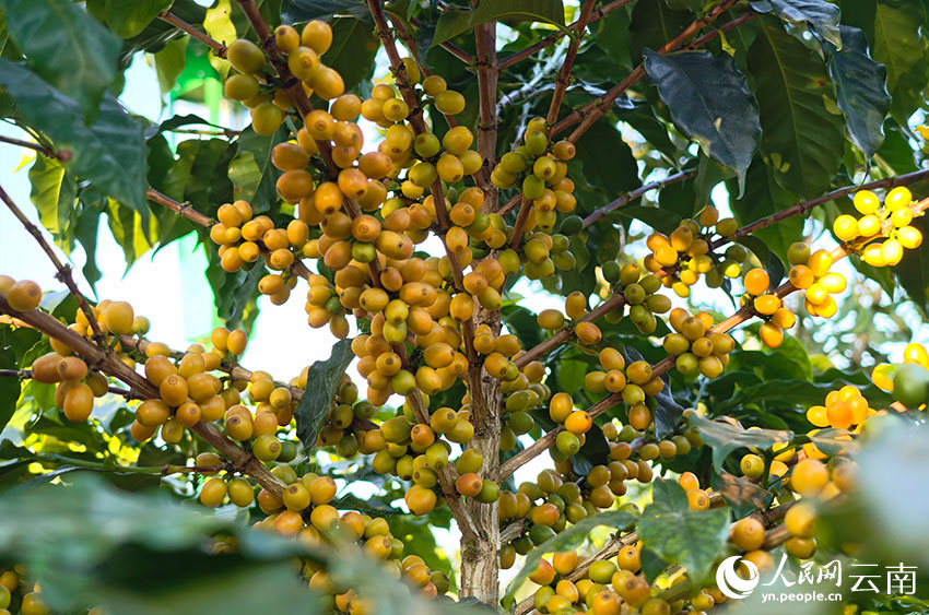 咖啡丰收。人民网 尹馨摄