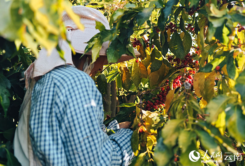 咖农采收咖啡鲜果。人民网 尹馨摄