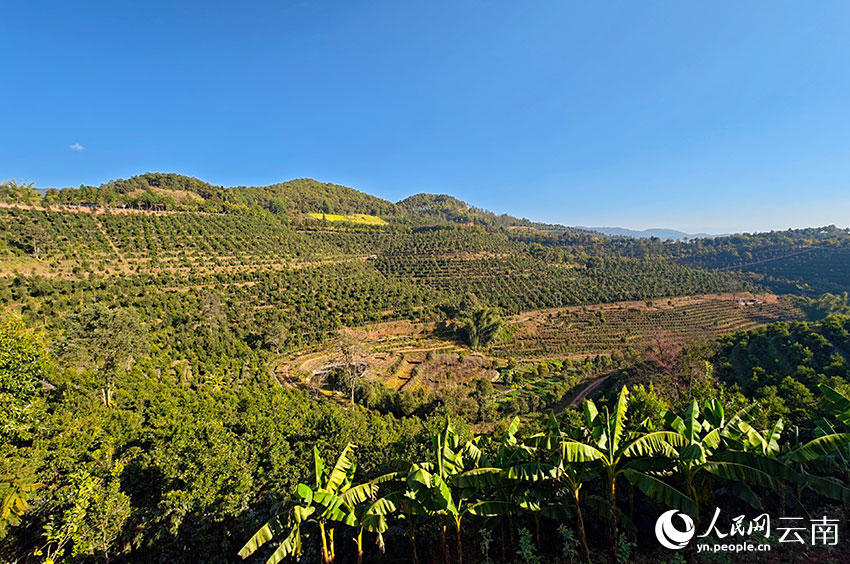 冬日的荣康达咖啡庄园风景如画。人民网 尹馨摄
