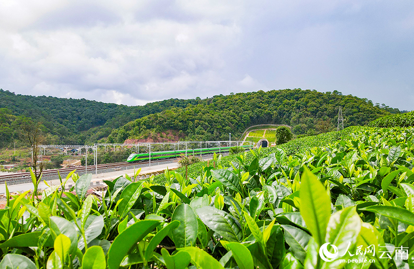 中老铁路列车路过普洱茶山。人民网记者 虎遵会摄