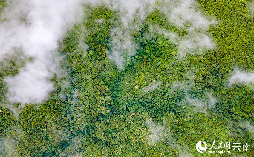 普洱景迈山古茶林。人民网记者 虎遵会摄