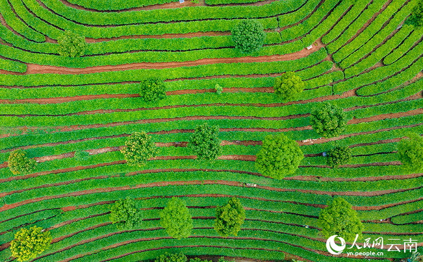 普洱市思茅区的有机茶园。人民网记者 虎遵会摄