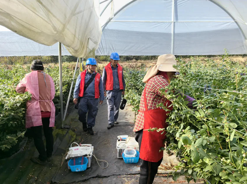 電力工作人員走訪藍莓種植基地。